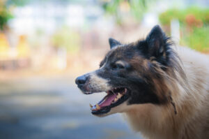 How De Castroverde Accident & Injury Lawyers Can Help After a Dog Bite Accident in Henderson, NV