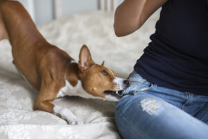 Why Should I Hire De Castroverde Law Group to Handle My Dog Bite Case in Las Vegas, NV?